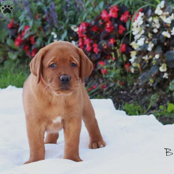 Bailey, Fox Red Labrador Retriever Puppy